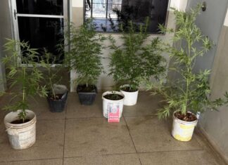 Polícia Militar apreende pés de maconha e conduz dois homens a delegacia, em Teixeira