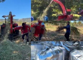 São José do Bonfim garante produção de Silagem aos criadores do município