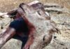 Bezerro nasce com duas faces na zona rural de Olho d’Água
